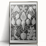 Amphoridea Urnensterne - Intricate Black and White Art Print by Ernst Haeckel