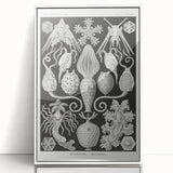 Amphoridea Urnensterne - Intricate Black and White Art Print by Ernst Haeckel
