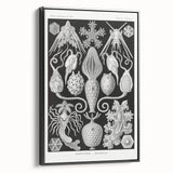 Amphoridea Urnensterne - Intricate Black and White Art Print by Ernst Haeckel