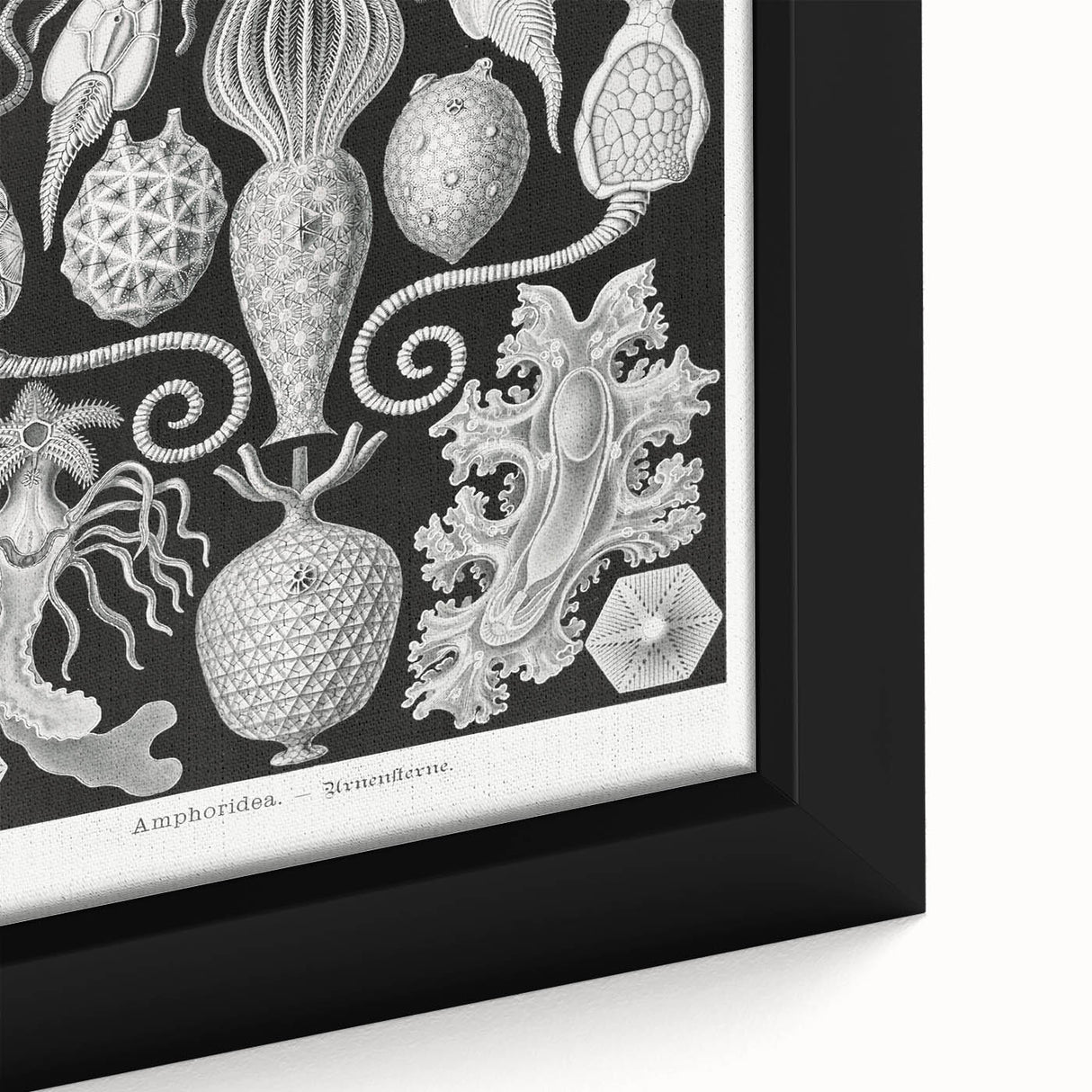 Amphoridea Urnensterne - Intricate Black and White Art Print by Ernst Haeckel