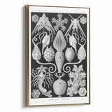 Amphoridea Urnensterne - Intricate Black and White Art Print by Ernst Haeckel
