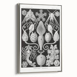 Amphoridea Urnensterne - Intricate Black and White Art Print by Ernst Haeckel
