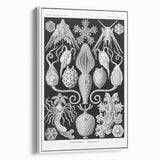 Amphoridea Urnensterne - Intricate Black and White Art Print by Ernst Haeckel