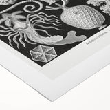 Amphoridea Urnensterne - Intricate Black and White Art Print by Ernst Haeckel