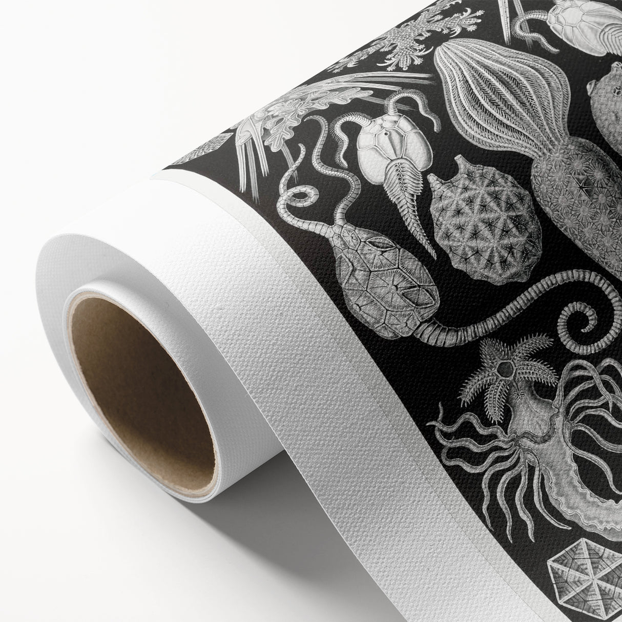 Amphoridea Urnensterne - Intricate Black and White Art Print by Ernst Haeckel