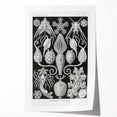 Amphoridea Urnensterne - Intricate Black and White Art Print by Ernst Haeckel