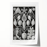 Amphoridea Urnensterne - Intricate Black and White Art Print by Ernst Haeckel