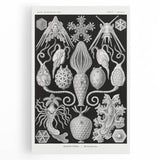 Amphoridea Urnensterne - Intricate Black and White Art Print by Ernst Haeckel