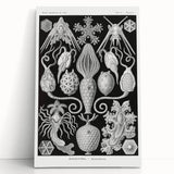 Amphoridea Urnensterne - Intricate Black and White Art Print by Ernst Haeckel