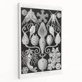 Amphoridea Urnensterne - Intricate Black and White Art Print by Ernst Haeckel