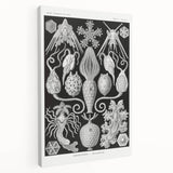 Amphoridea Urnensterne - Intricate Black and White Art Print by Ernst Haeckel
