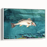Realism Art Prints - Channel Bass by Winslow Homer Underwater Fish Art