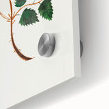 Wild Rose by Mary Altha Nims - Romanticism Botanical Art Print