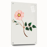 Wild Rose by Mary Altha Nims - Romanticism Botanical Art Print