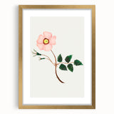 Wild Rose by Mary Altha Nims - Romanticism Botanical Art Print