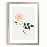 Wild Rose by Mary Altha Nims - Romanticism Botanical Art Print