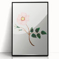 Wild Rose by Mary Altha Nims - Romanticism Botanical Art Print