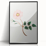 Wild Rose by Mary Altha Nims - Romanticism Botanical Art Print
