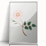 Wild Rose by Mary Altha Nims - Romanticism Botanical Art Print