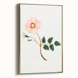 Wild Rose by Mary Altha Nims - Romanticism Botanical Art Print