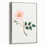 Wild Rose by Mary Altha Nims - Romanticism Botanical Art Print