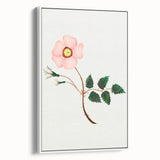 Wild Rose by Mary Altha Nims - Romanticism Botanical Art Print