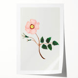 Wild Rose by Mary Altha Nims - Romanticism Botanical Art Print