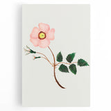 Wild Rose by Mary Altha Nims - Romanticism Botanical Art Print