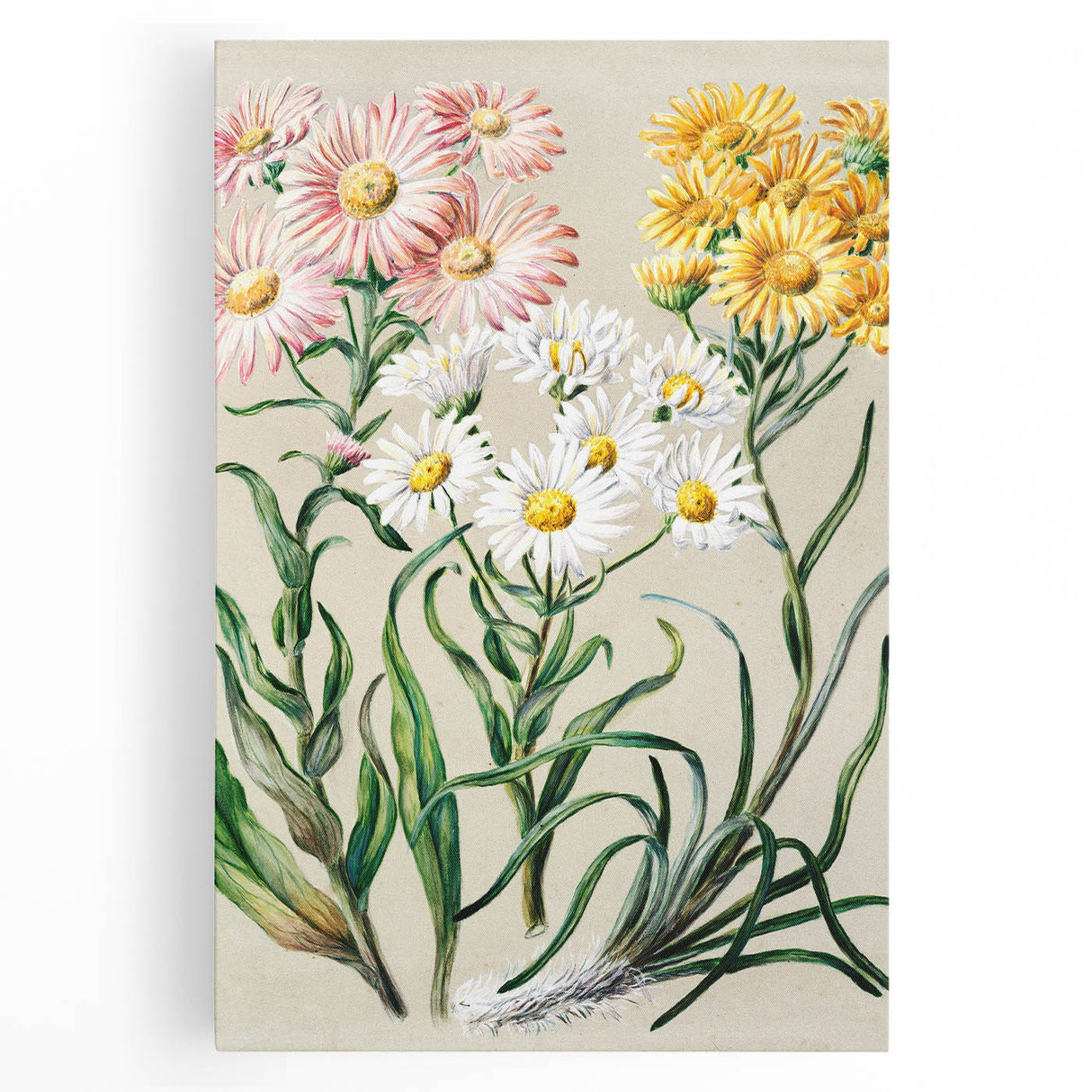 Realism Art Prints - Classical Realism Floral Art on Canvas and Acrylic