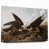 Peregrine Falcons by Audubon - Romanticism Wildlife Art Print