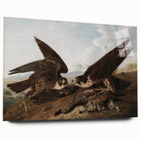 Peregrine Falcons by Audubon - Romanticism Wildlife Art Print