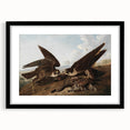 Peregrine Falcons by Audubon - Romanticism Wildlife Art Print