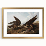 Peregrine Falcons by Audubon - Romanticism Wildlife Art Print