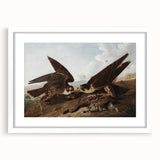 Peregrine Falcons by Audubon - Romanticism Wildlife Art Print