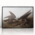 Peregrine Falcons by Audubon - Romanticism Wildlife Art Print