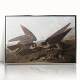 Peregrine Falcons by Audubon - Romanticism Wildlife Art Print