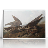 Peregrine Falcons by Audubon - Romanticism Wildlife Art Print