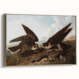 Peregrine Falcons by Audubon - Romanticism Wildlife Art Print