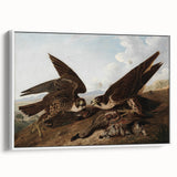 Peregrine Falcons by Audubon - Romanticism Wildlife Art Print