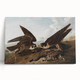 Peregrine Falcons by Audubon - Romanticism Wildlife Art Print