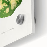 Farfugium Grande Leaf Illustration - Romanticism Botanical Art Print