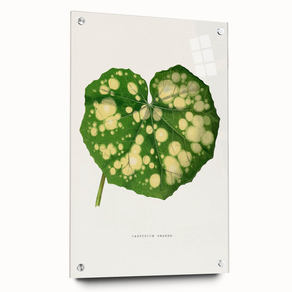Farfugium Grande Leaf Illustration - Romanticism Botanical Art Print