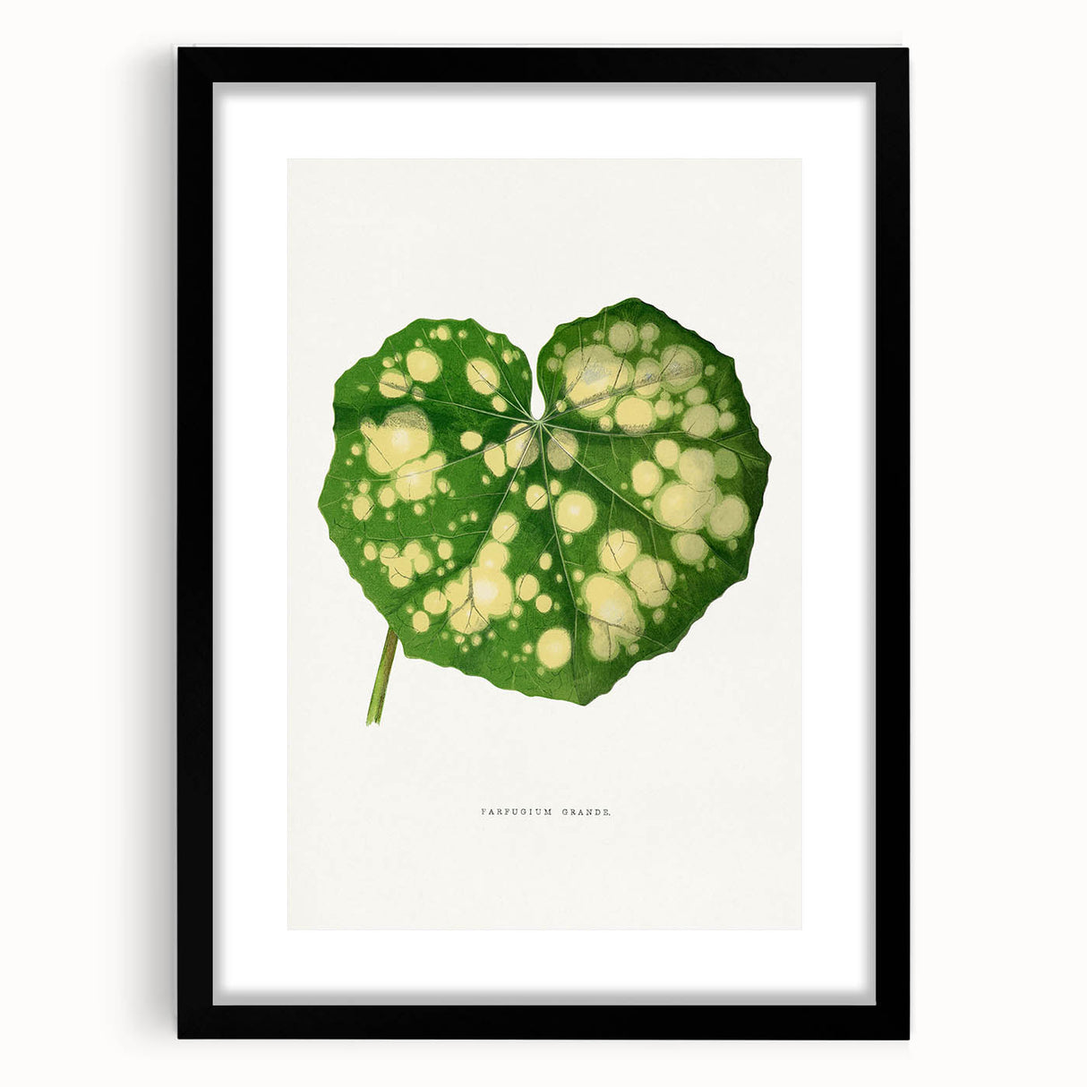 Farfugium Grande Leaf Illustration - Romanticism Botanical Art Print