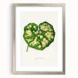 Farfugium Grande Leaf Illustration - Romanticism Botanical Art Print