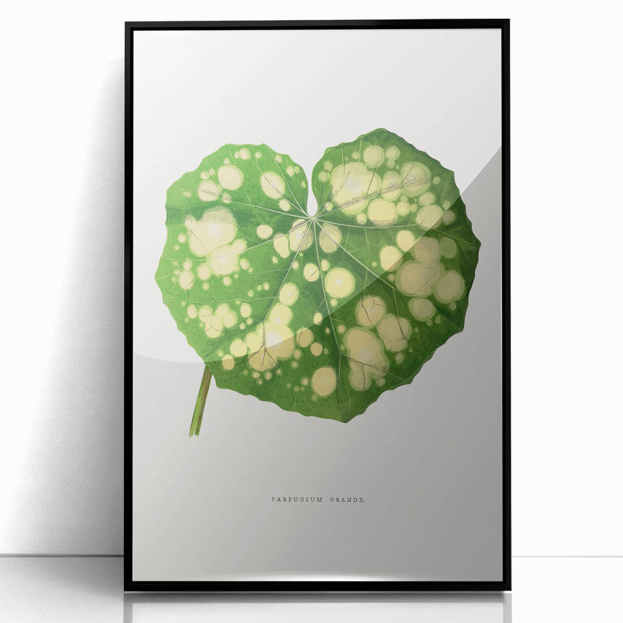 Farfugium Grande Leaf Illustration - Romanticism Botanical Art Print