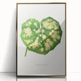 Farfugium Grande Leaf Illustration - Romanticism Botanical Art Print