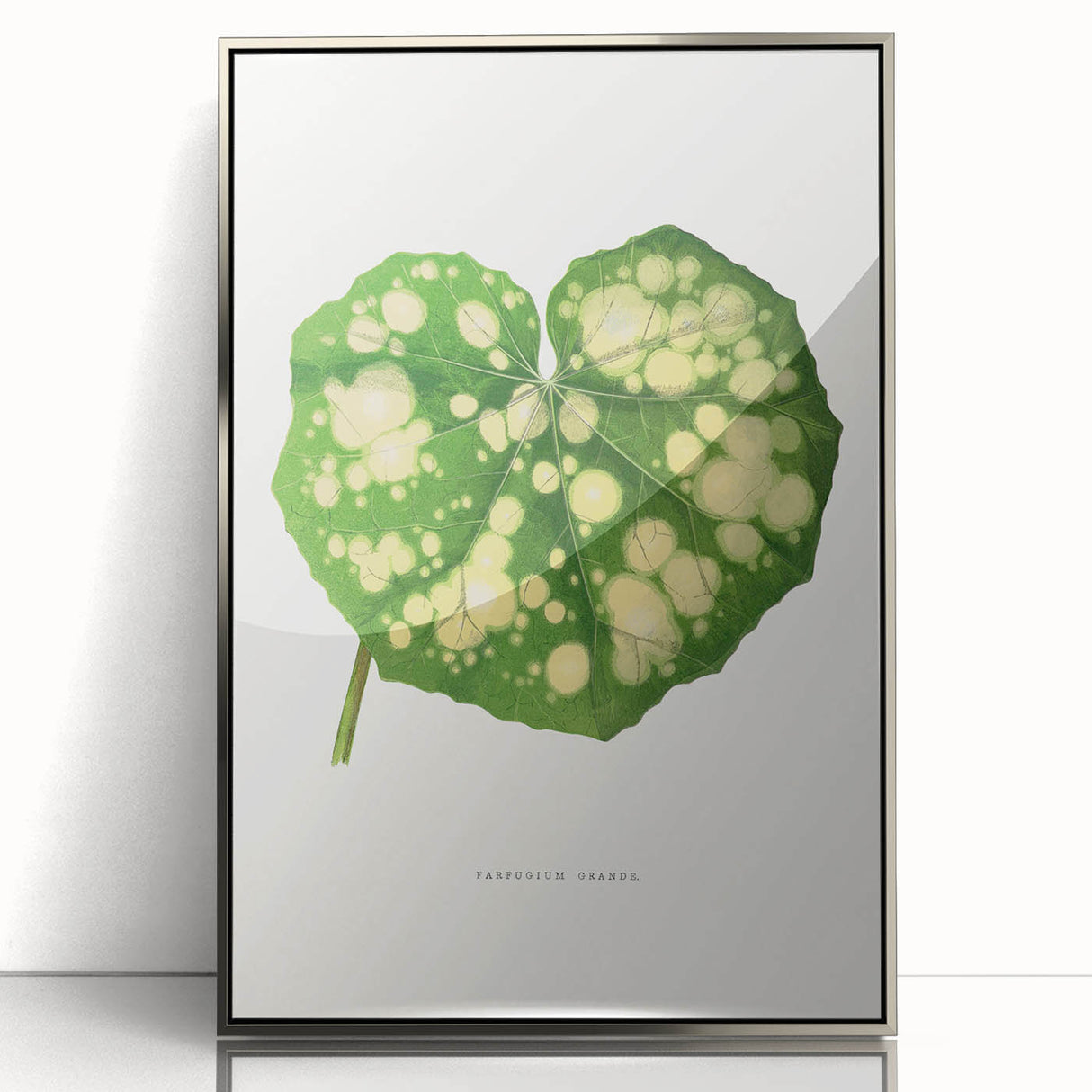 Farfugium Grande Leaf Illustration - Romanticism Botanical Art Print