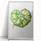 Farfugium Grande Leaf Illustration - Romanticism Botanical Art Print