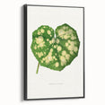 Farfugium Grande Leaf Illustration - Romanticism Botanical Art Print