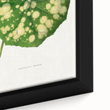 Farfugium Grande Leaf Illustration - Romanticism Botanical Art Print